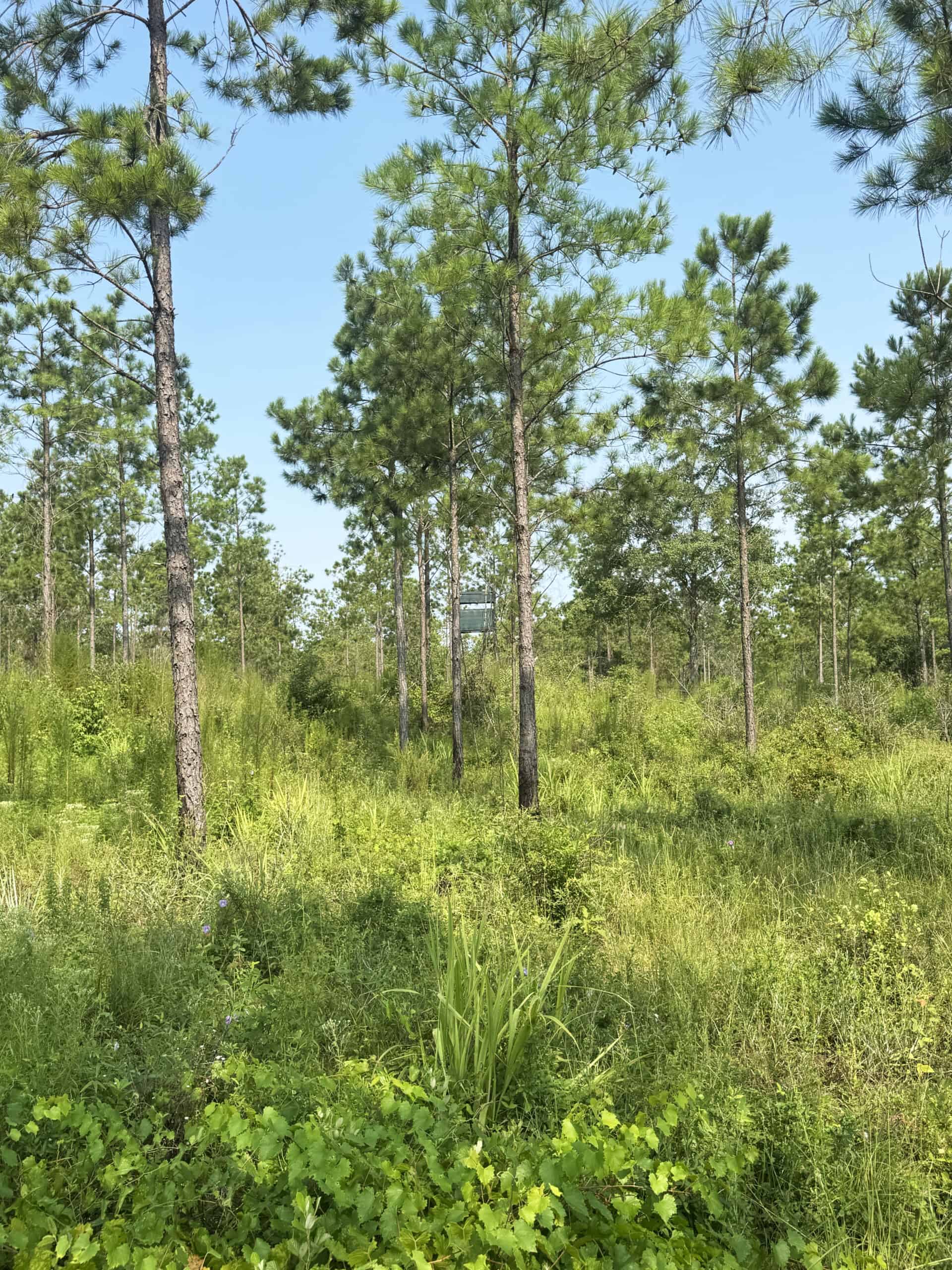 Discover an outstanding 130-acre recreational and hunting property in Stewart Cty