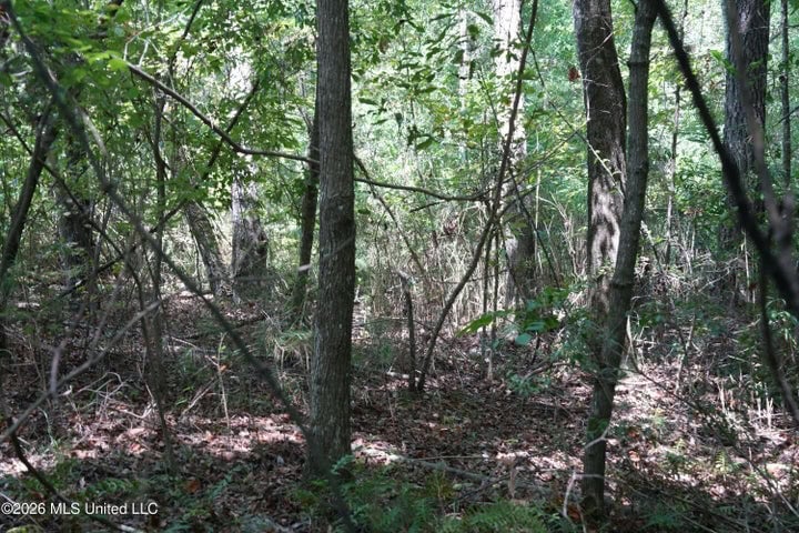 31 Acres for Sale Near Collins MS | Mature Timber & Hunting