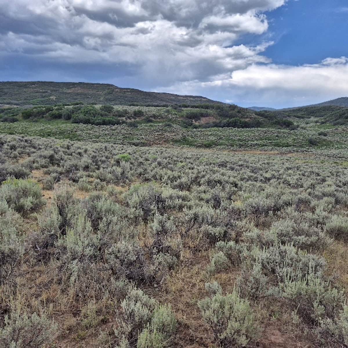 35 Acres Borders Public Land near Collbran, CO