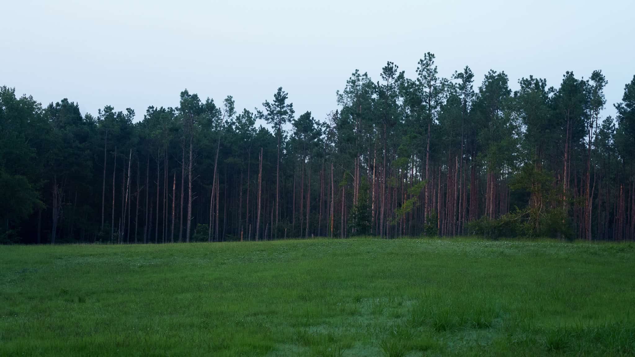 East TX Hunting Land for Sale | 327 Acres | River & Duck Slough | Laneville TX