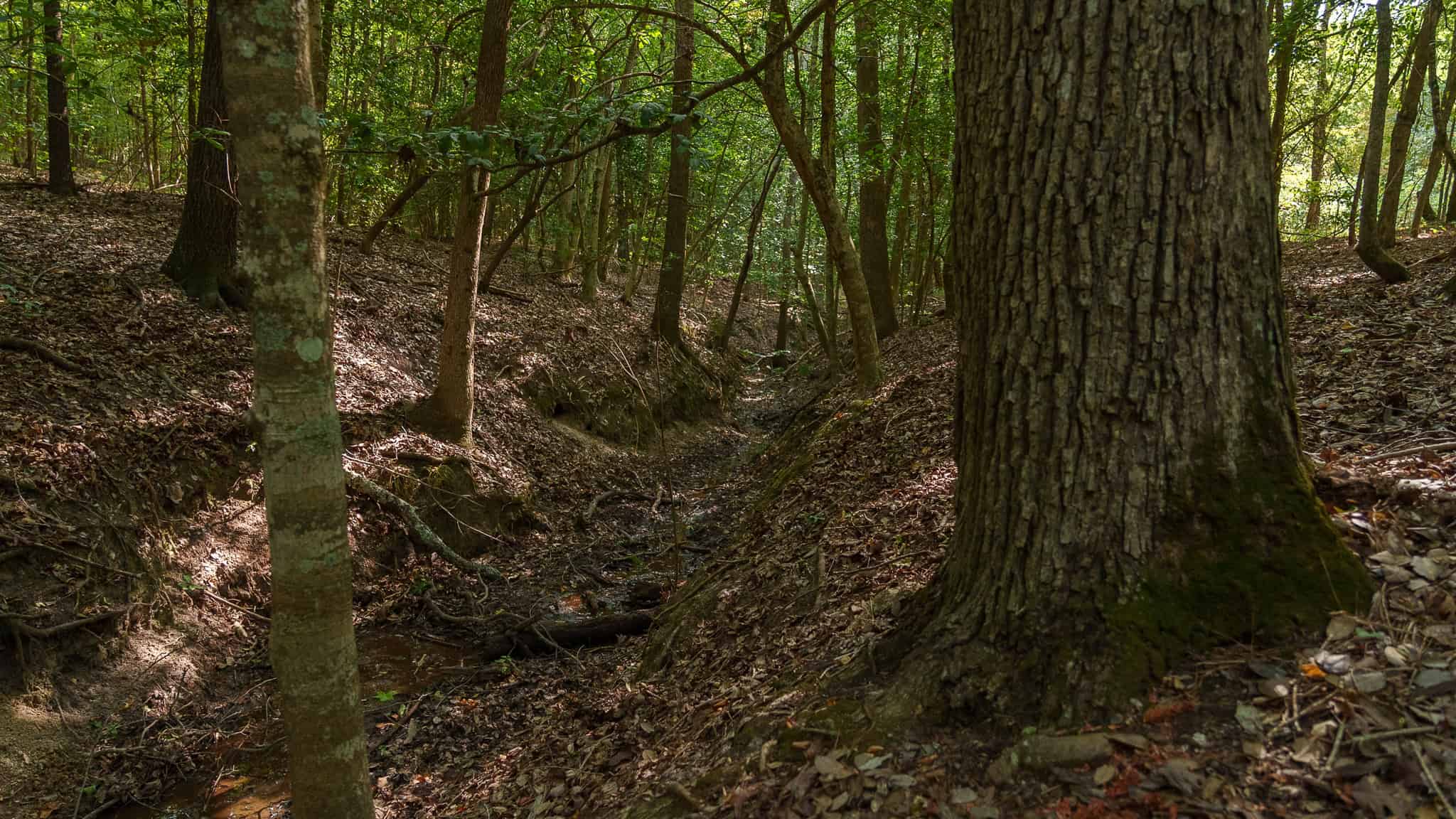 East Texas Hunting & Timber Land for Sale in Smith County
