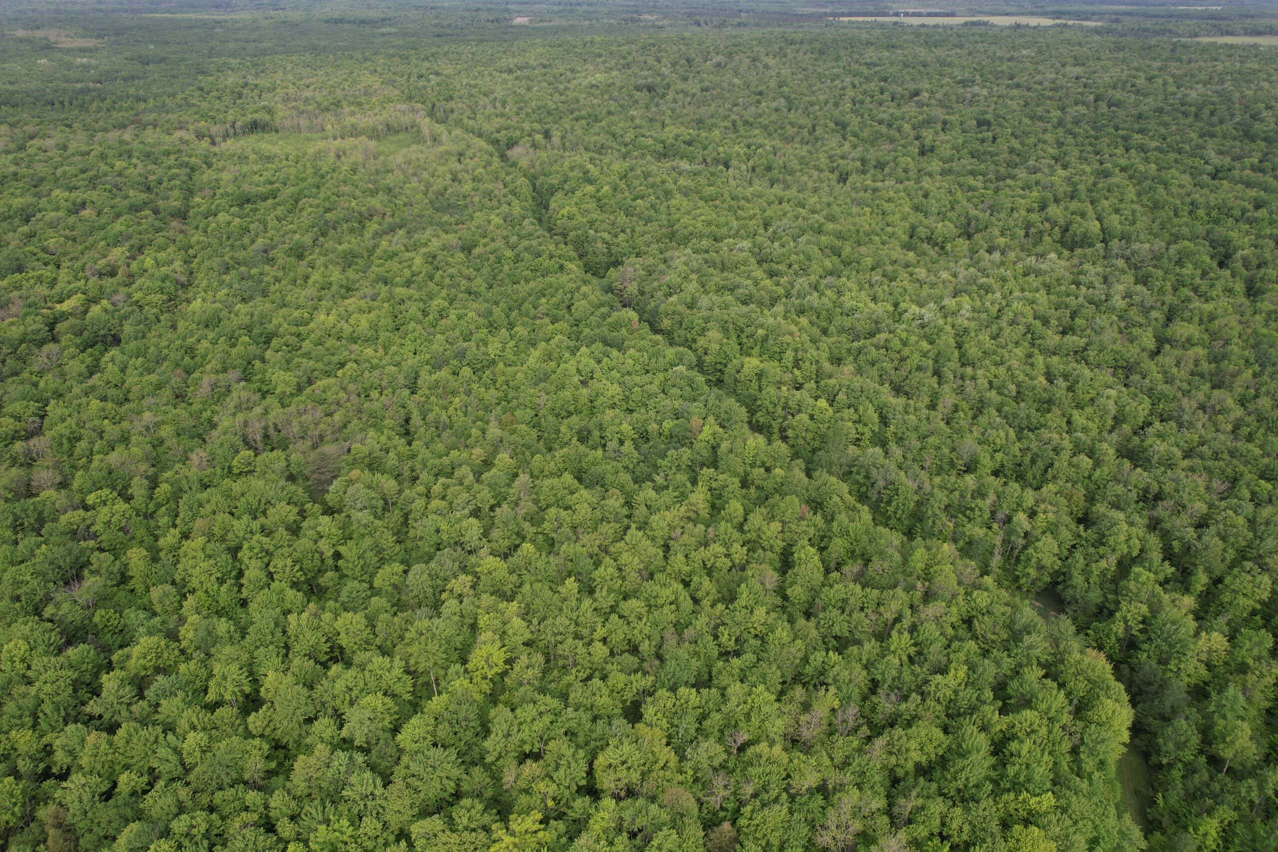 120 ± Acres Bordering Chequamegon National Forest, WI