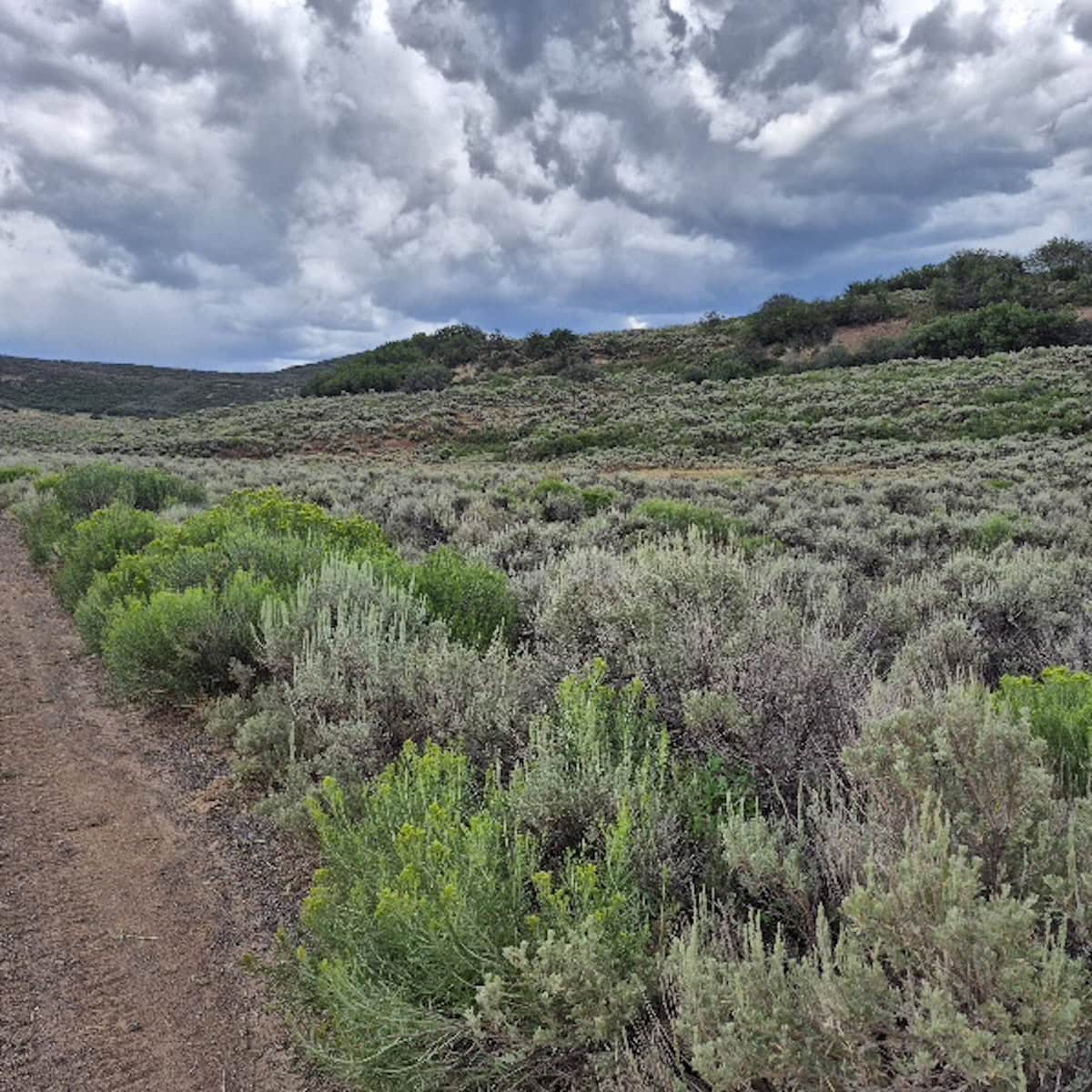 35 Acres Borders Public Land near Collbran, CO