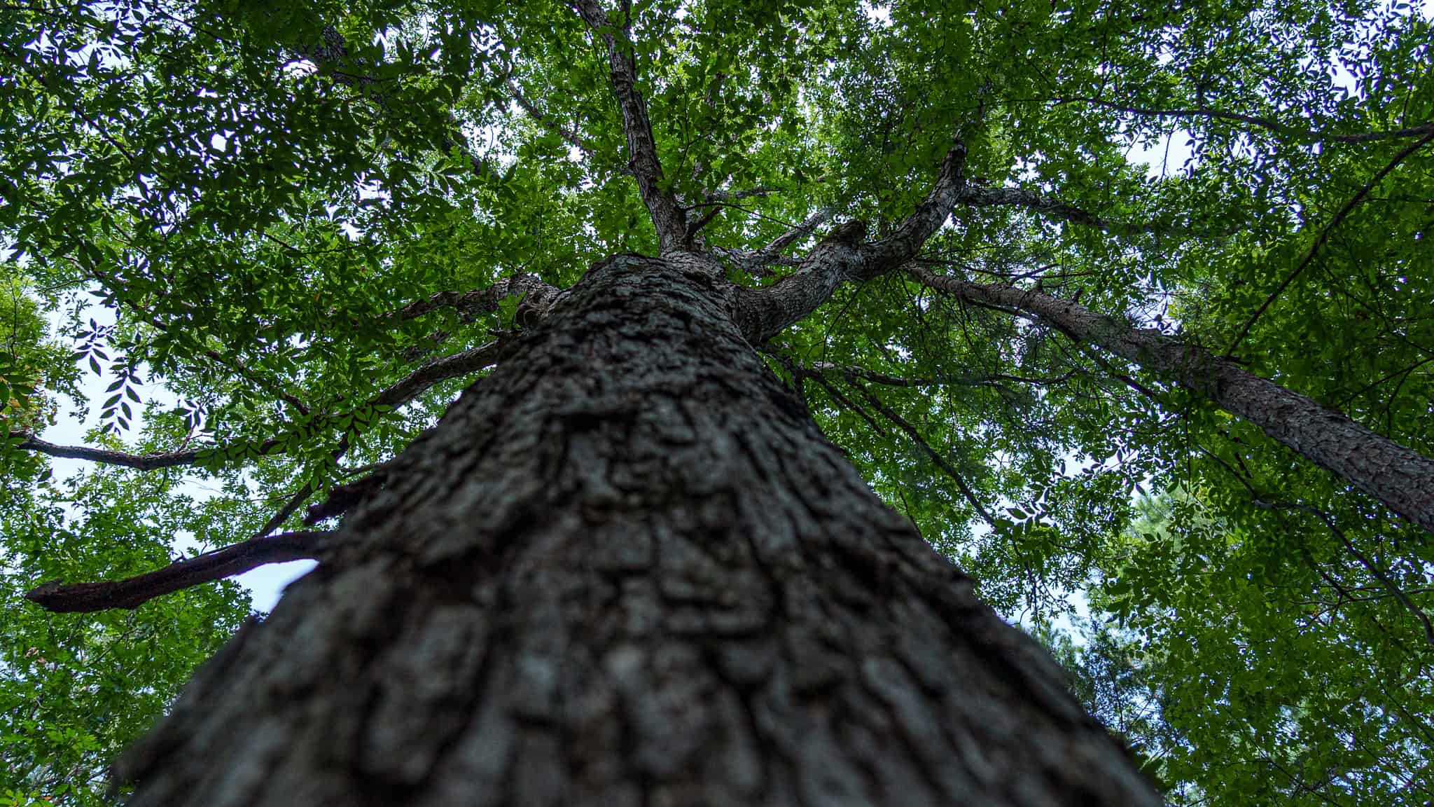 East Texas Hunting & Timber Land for Sale in Smith County