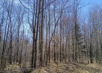 120 ± Acres Bordering Chequamegon National Forest, WI