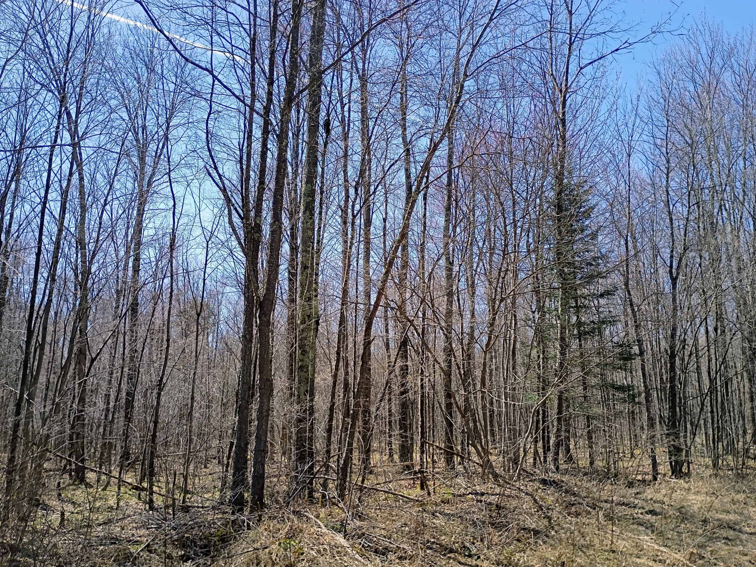 120 ± Acres Bordering Chequamegon National Forest, WI