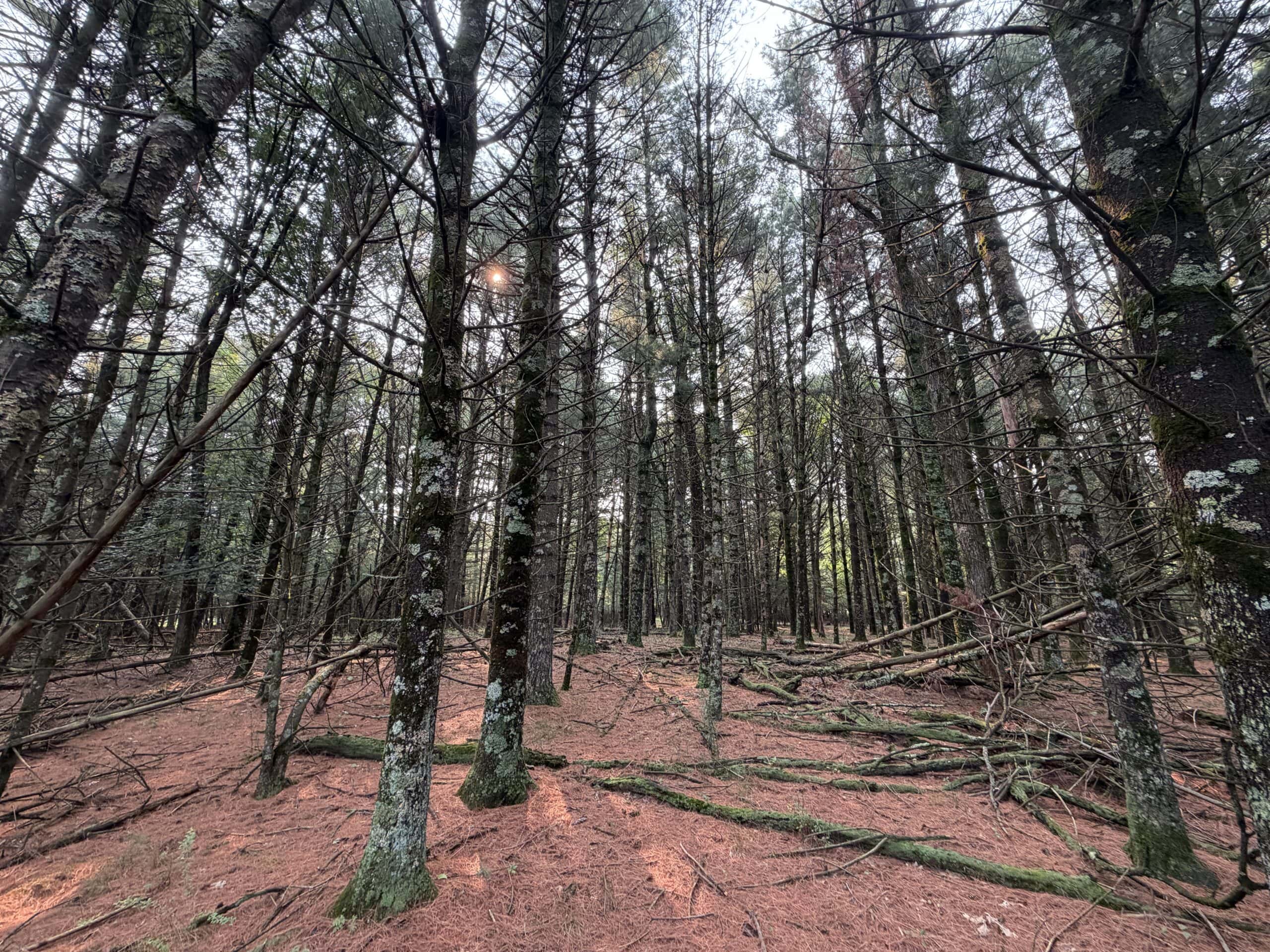 Rare opportunity to own 17.54 wooded acres within the City of Adams