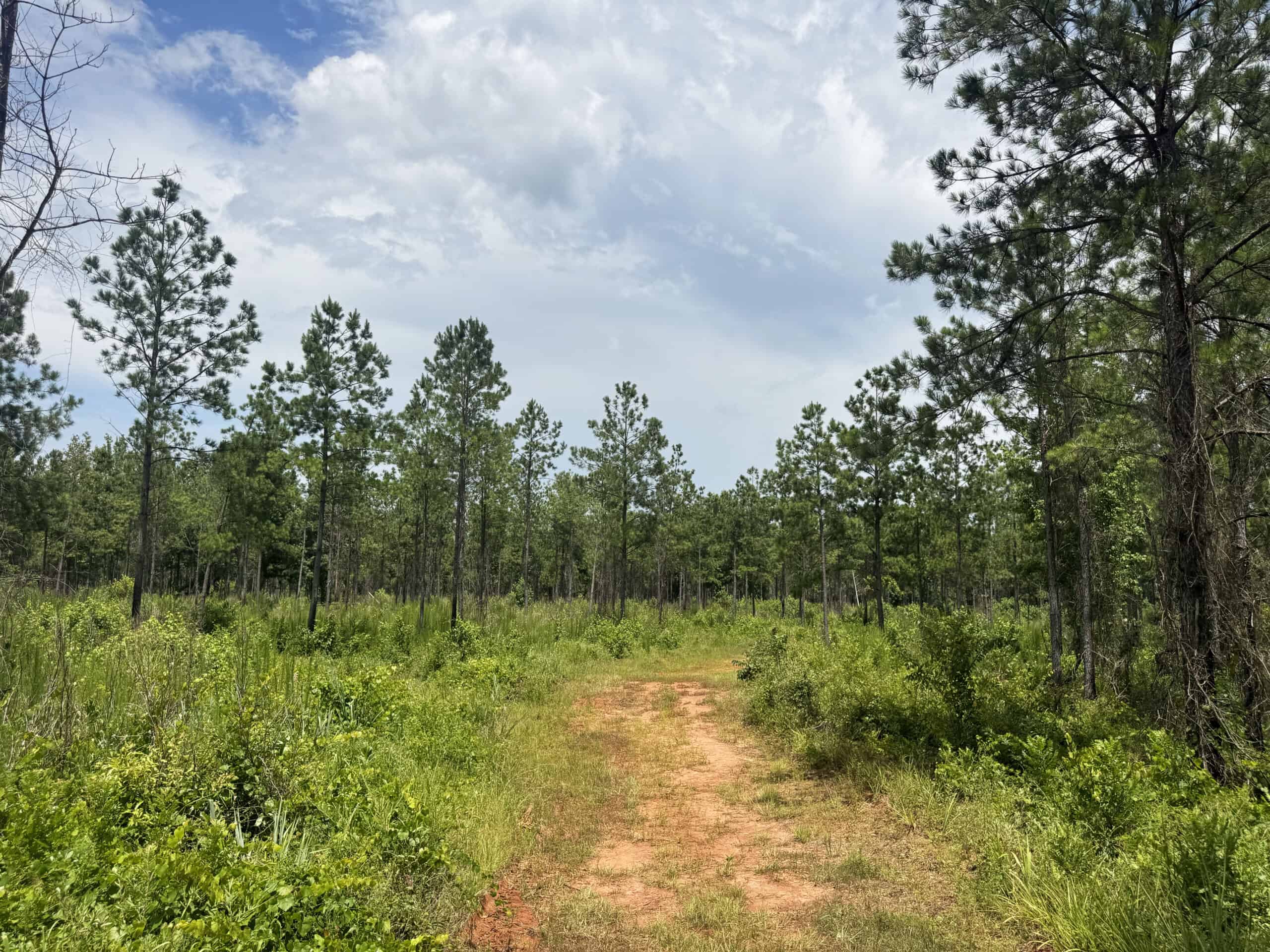 Discover an outstanding 130-acre recreational and hunting property in Stewart Cty
