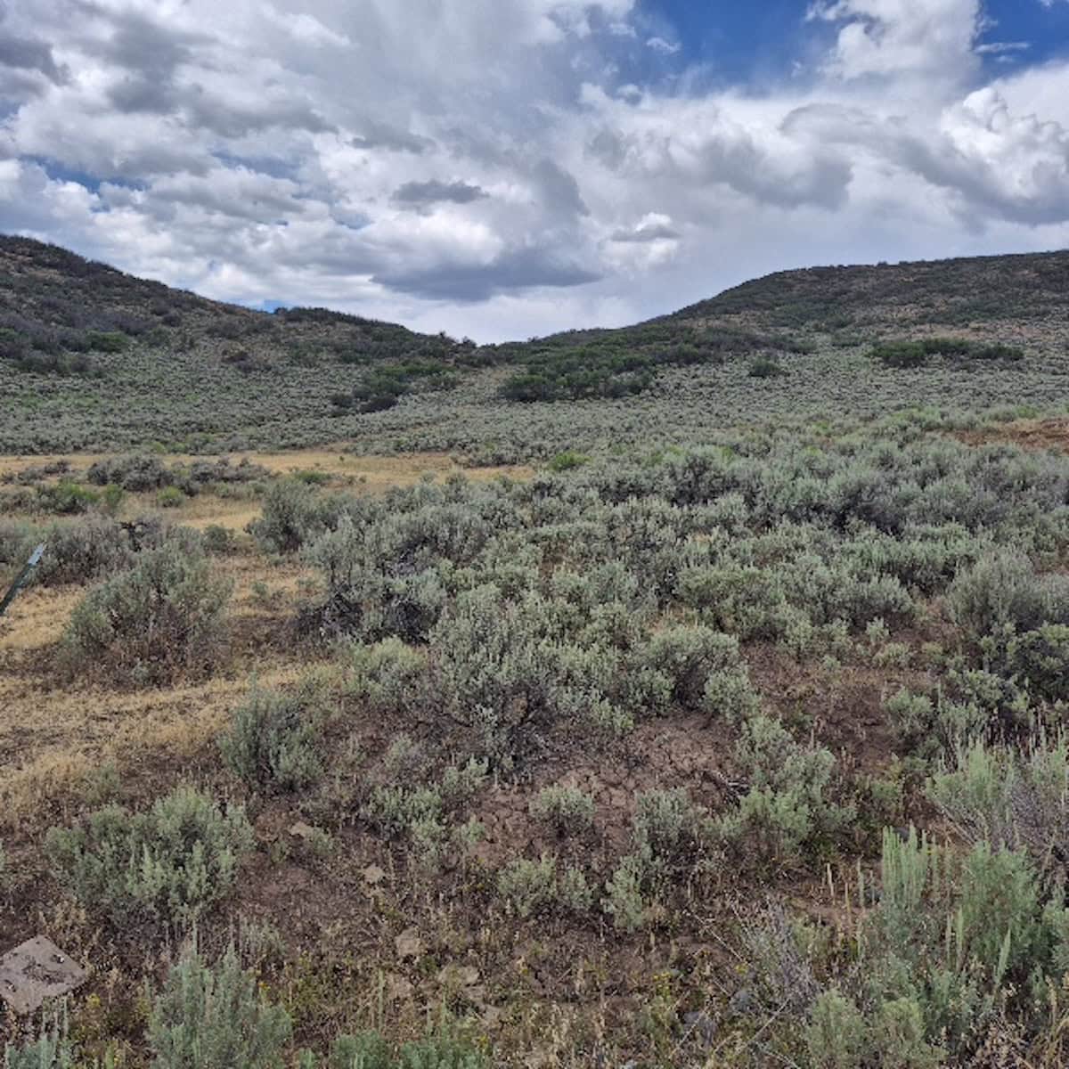 35 Acres Borders Public Land near Collbran, CO