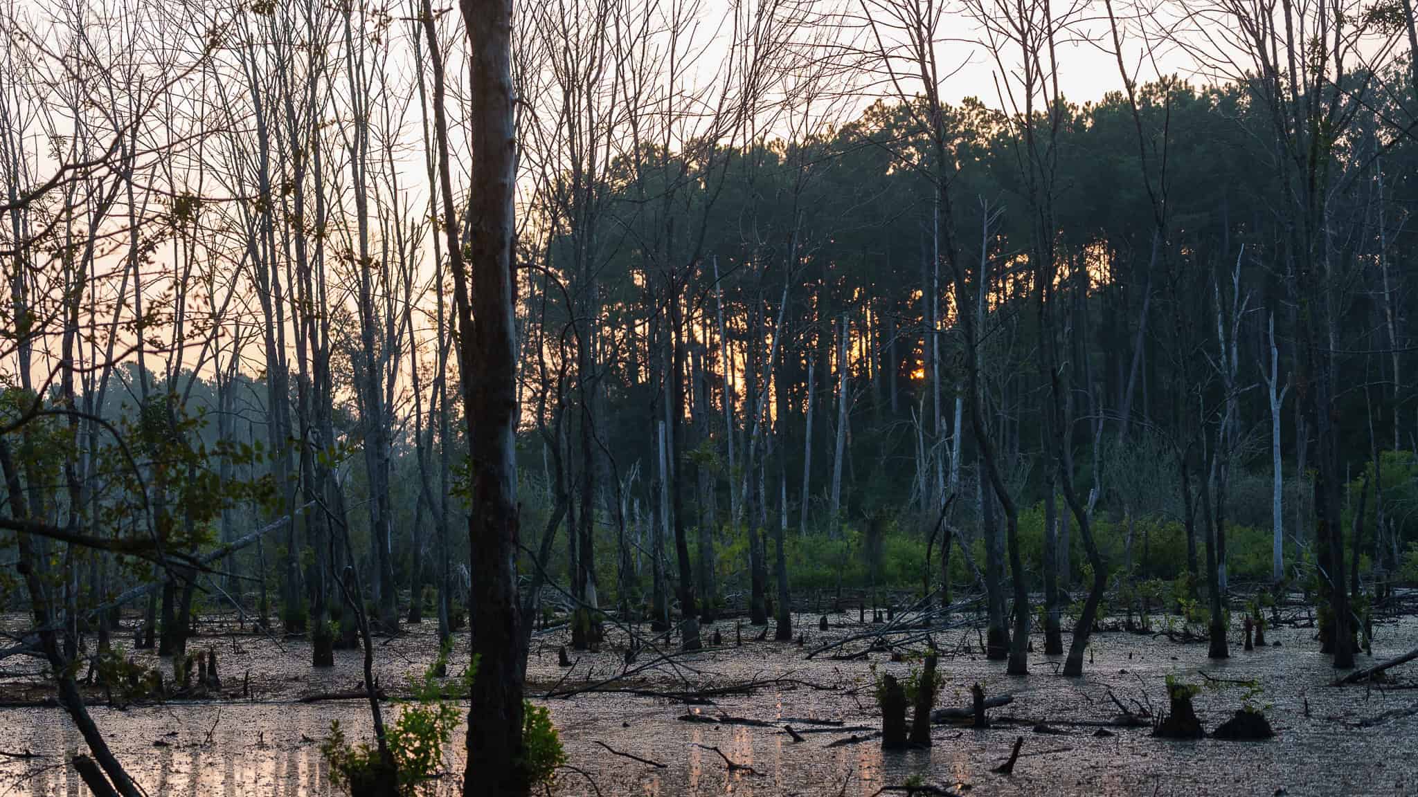 East TX Hunting Land for Sale | 327 Acres | River & Duck Slough | Laneville TX