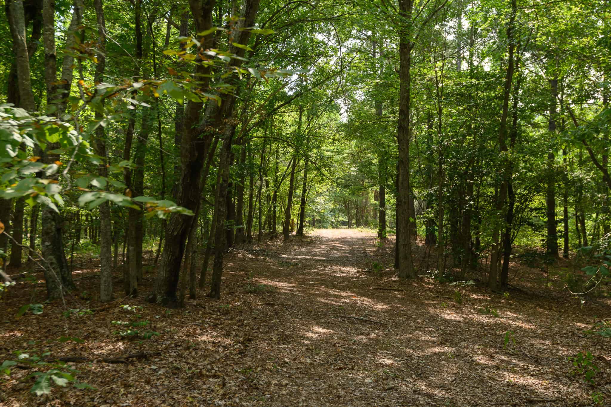 East Texas Hunting & Timber Land for Sale in Smith County