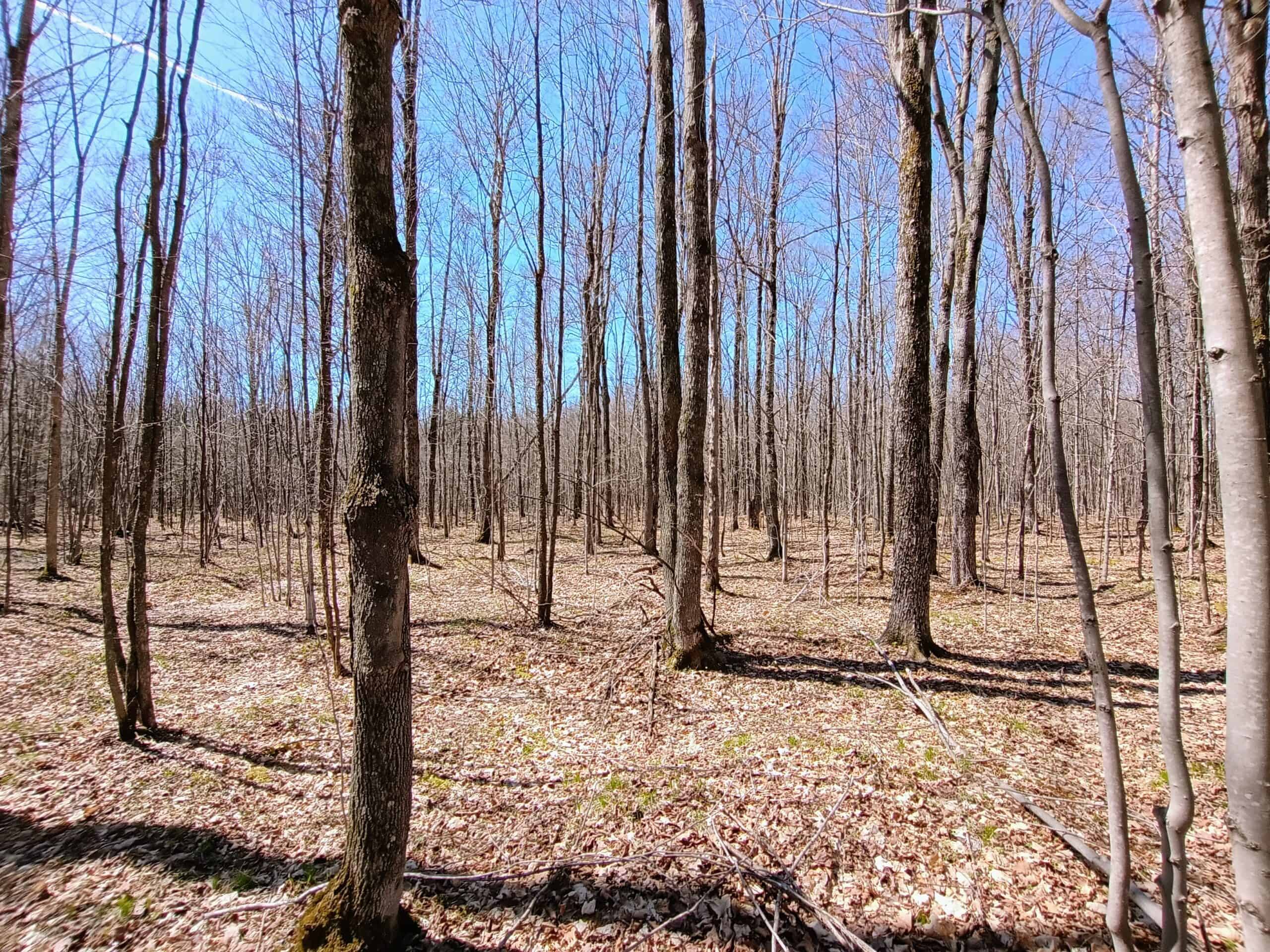 120 ± Acres Bordering Chequamegon National Forest, WI