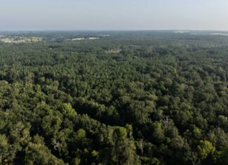 East TX Hunting Land for Sale | 327 Acres | River & Duck Slough | Laneville TX