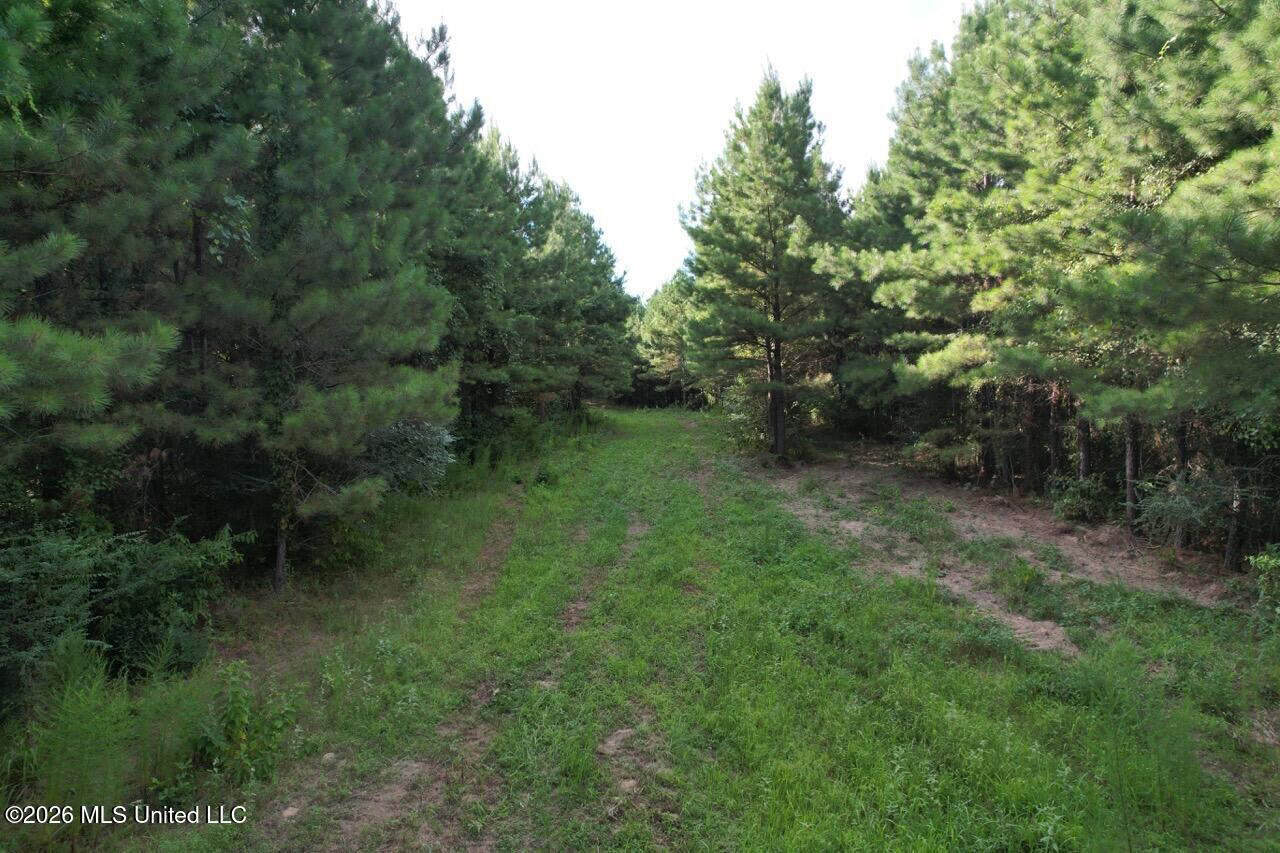 82± Acre Hunting Tract in Meadville, MS