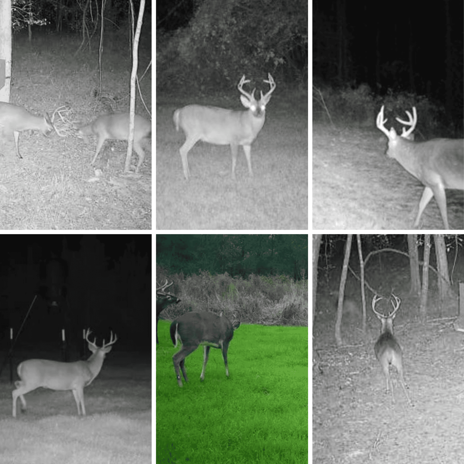 90± Acre Hunting Tract for Sale in Meadville, MS