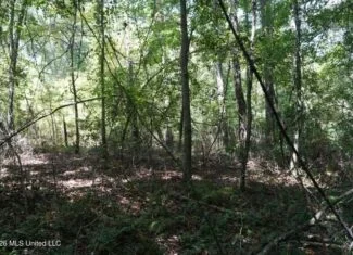 31 Acres for Sale Near Collins MS | Mature Timber & Hunting