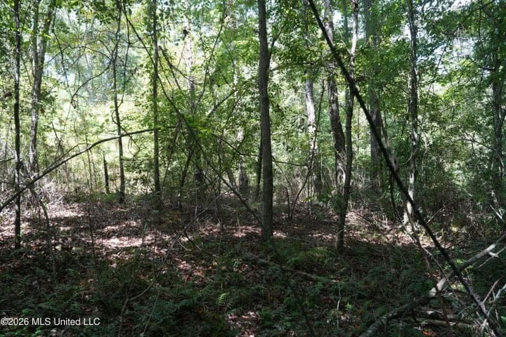 31 Acres for Sale Near Collins MS | Mature Timber & Hunting