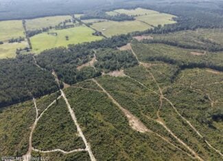 50± Acre Homesite & Hunting Land in Plainview, LA