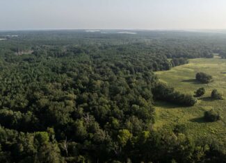 East TX Hunting Land for Sale | 327 Acres | River & Duck Slough | Laneville TX