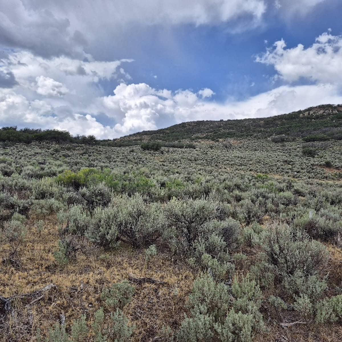 35 Acres Borders Public Land near Collbran, CO
