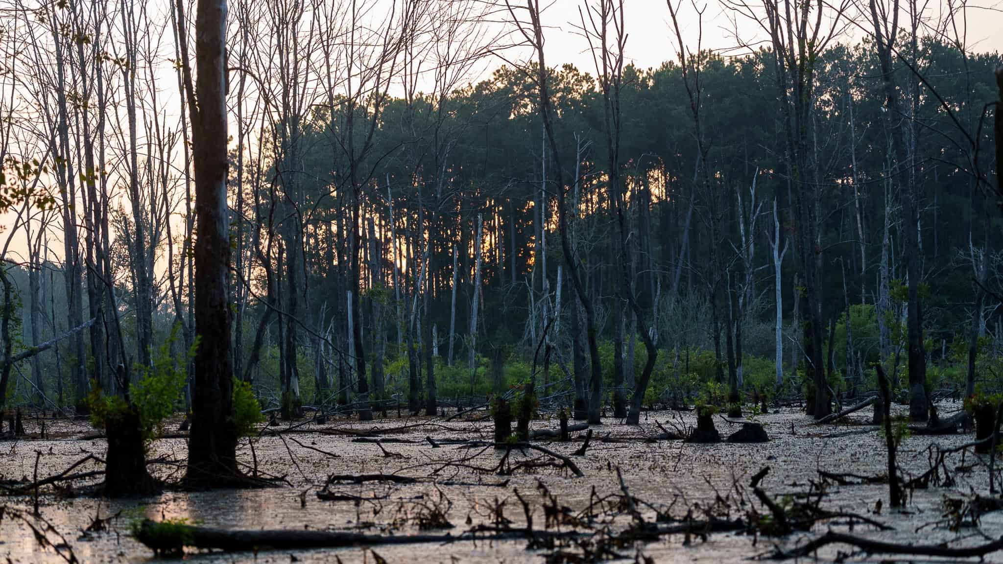 East TX Hunting Land for Sale | 327 Acres | River & Duck Slough | Laneville TX