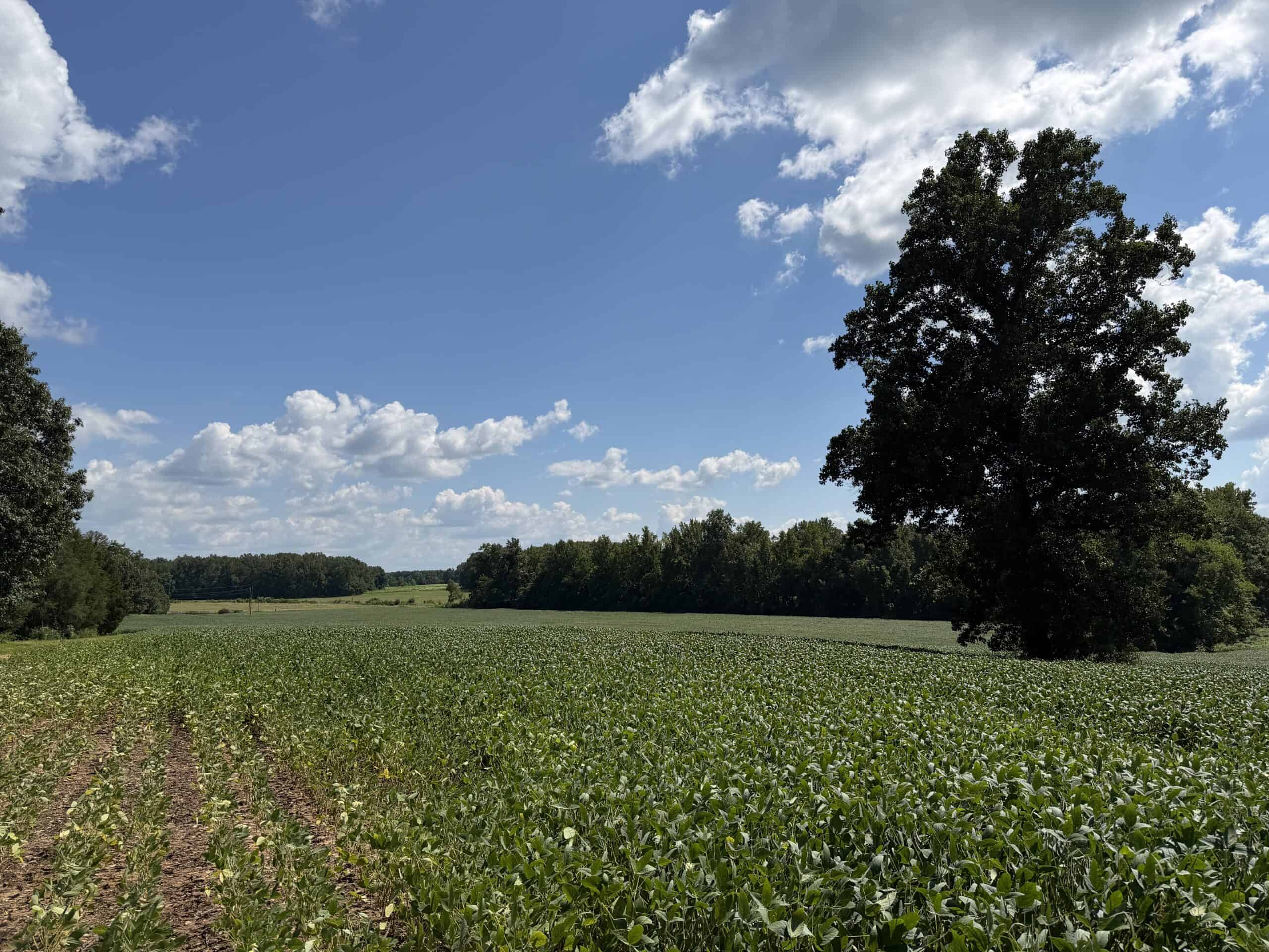 ESTATE FOR SALE IN TN, 56 AC, DEER & TURKEY HUNTING, CREEK, FIELDS, BARN