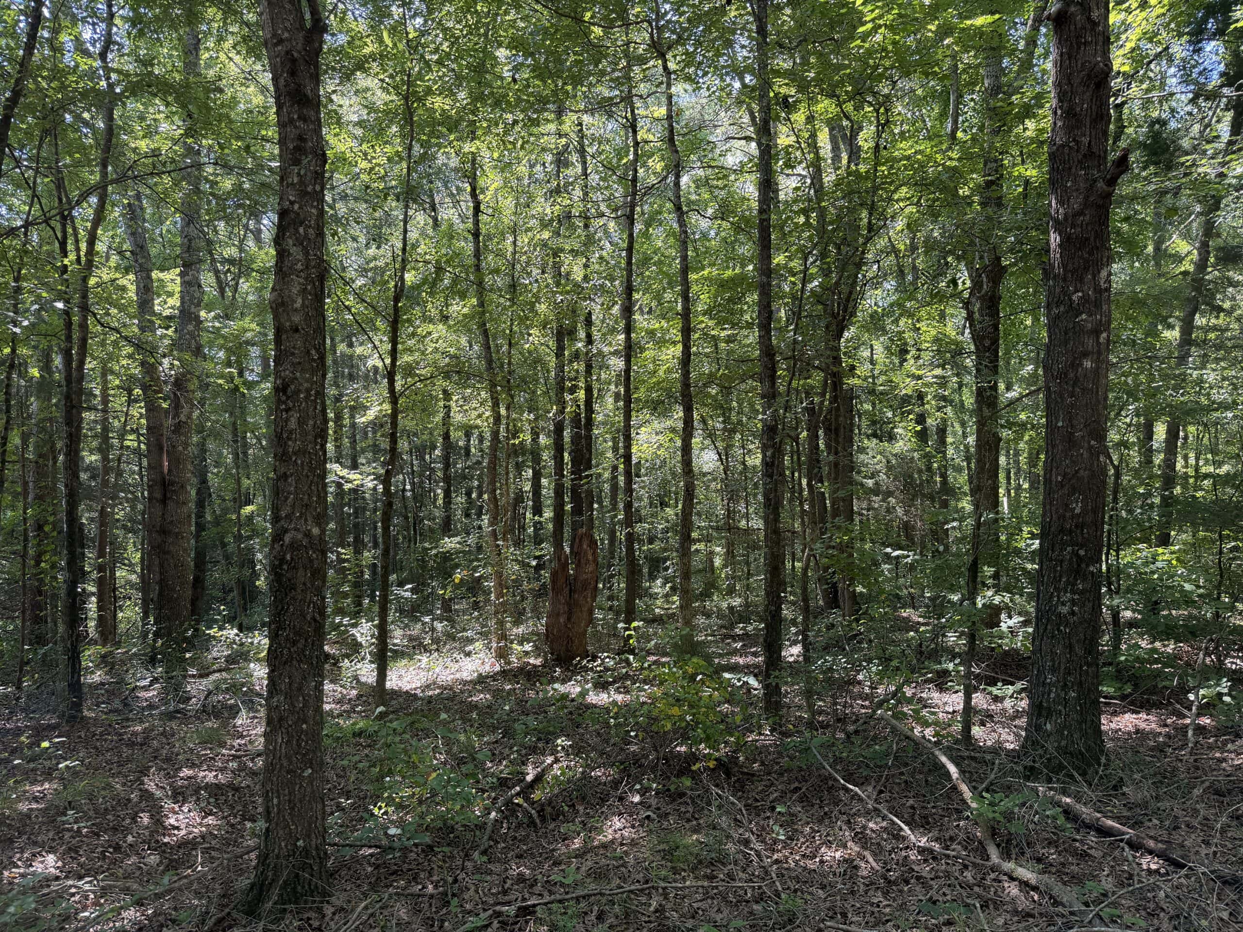 ESTATE FOR SALE IN TN, 56 AC, DEER & TURKEY HUNTING, CREEK, FIELDS, BARN
