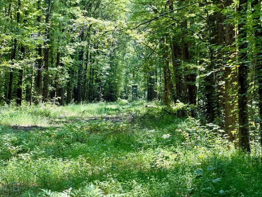 Union County Hunting & Timberland