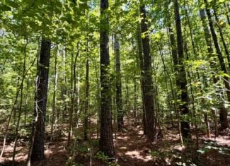 Hunting & Timberland in North Mississippi