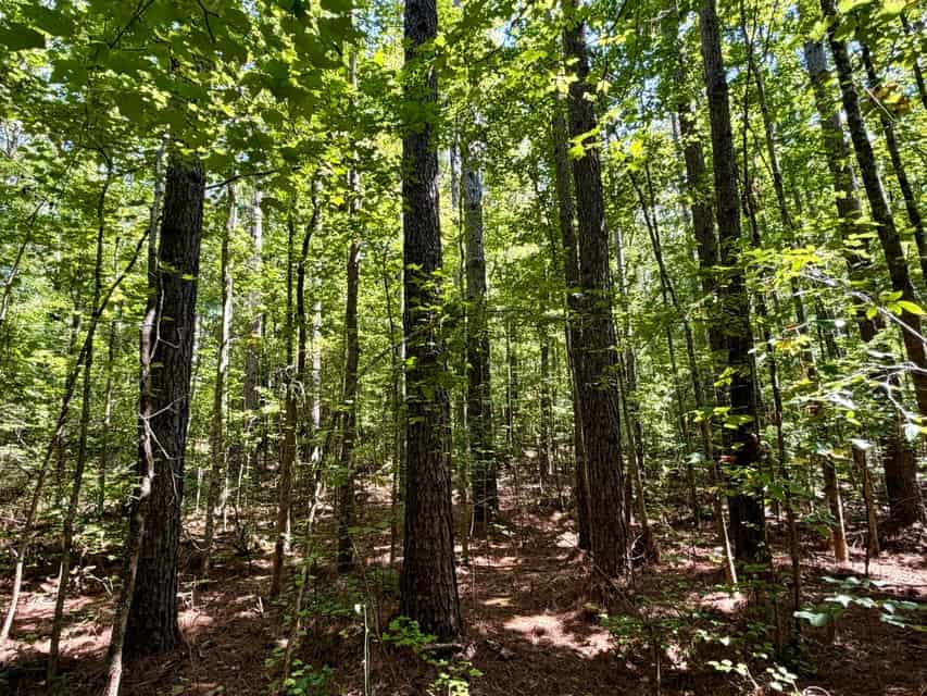 Hunting & Timberland in North Mississippi