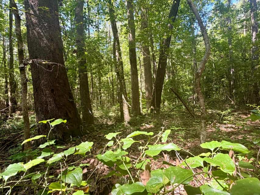 Hunting & Timberland in North Mississippi