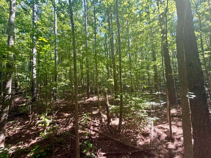 Hunting & Timberland in North Mississippi