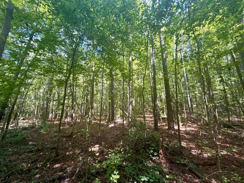 Hunting & Timberland in North Mississippi