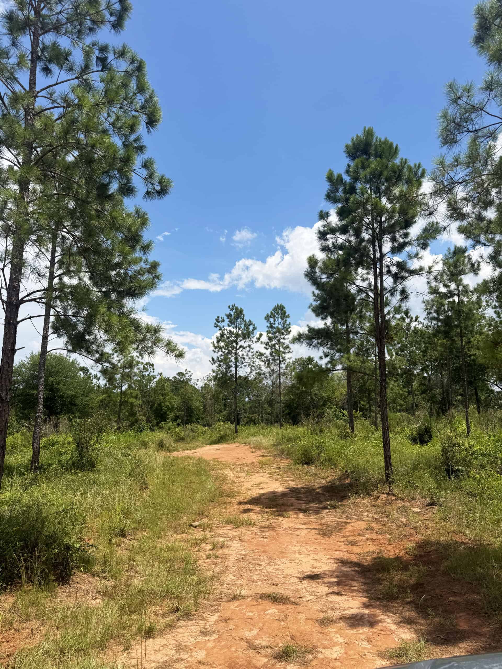 Discover an outstanding 130-acre recreational and hunting property in Stewart Cty