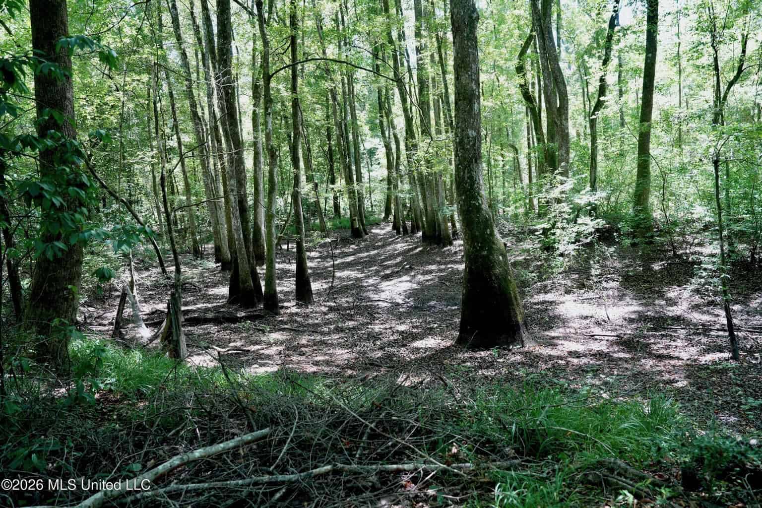 150 Acres for Sale in Magnolia MS on Tangipahoa River