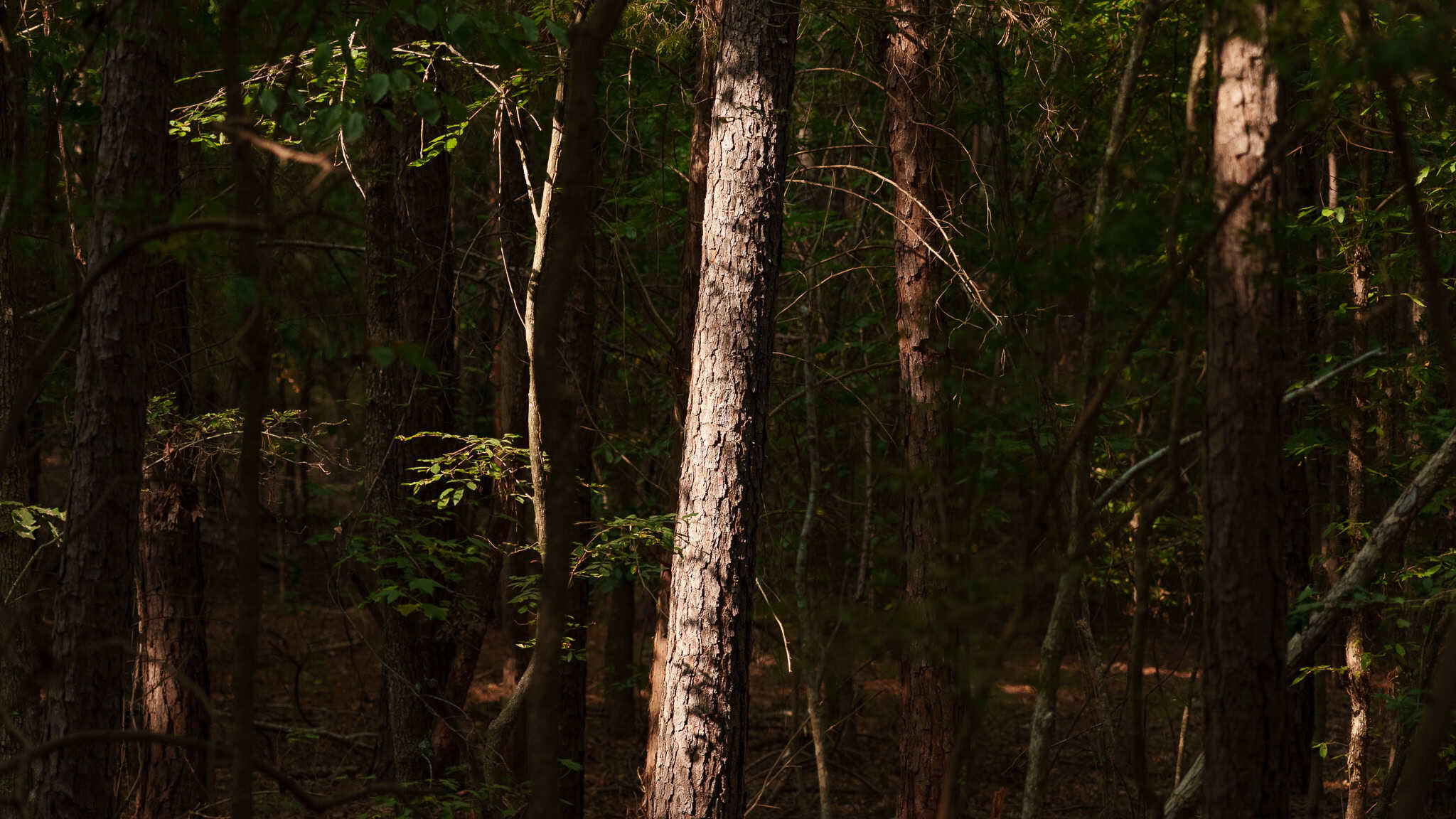 East Texas Hunting & Timber Land for Sale in Smith County
