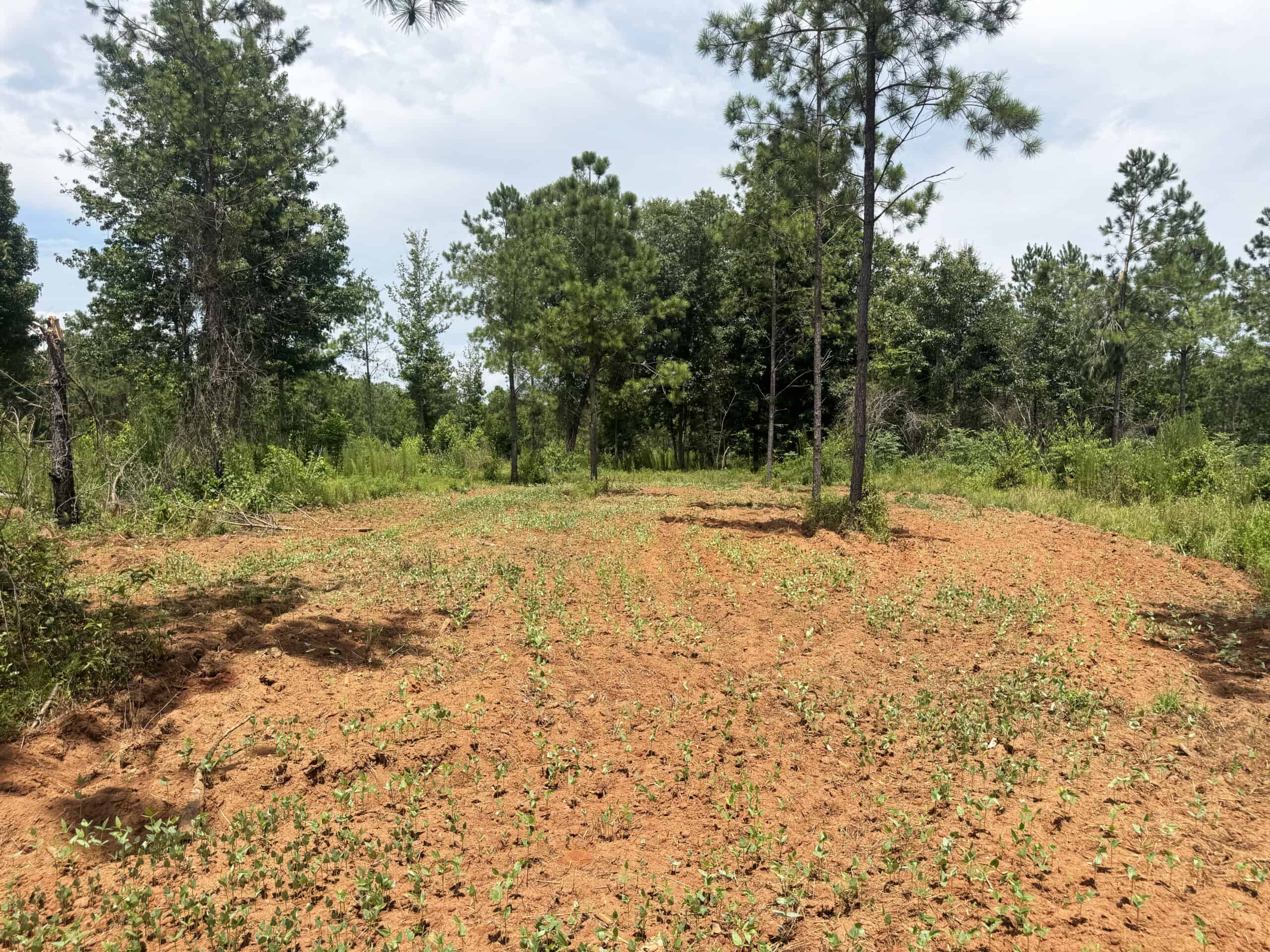 Discover an outstanding 130-acre recreational and hunting property in Stewart Cty