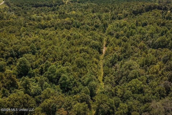 31 Acres for Sale Near Collins MS | Mature Timber & Hunting