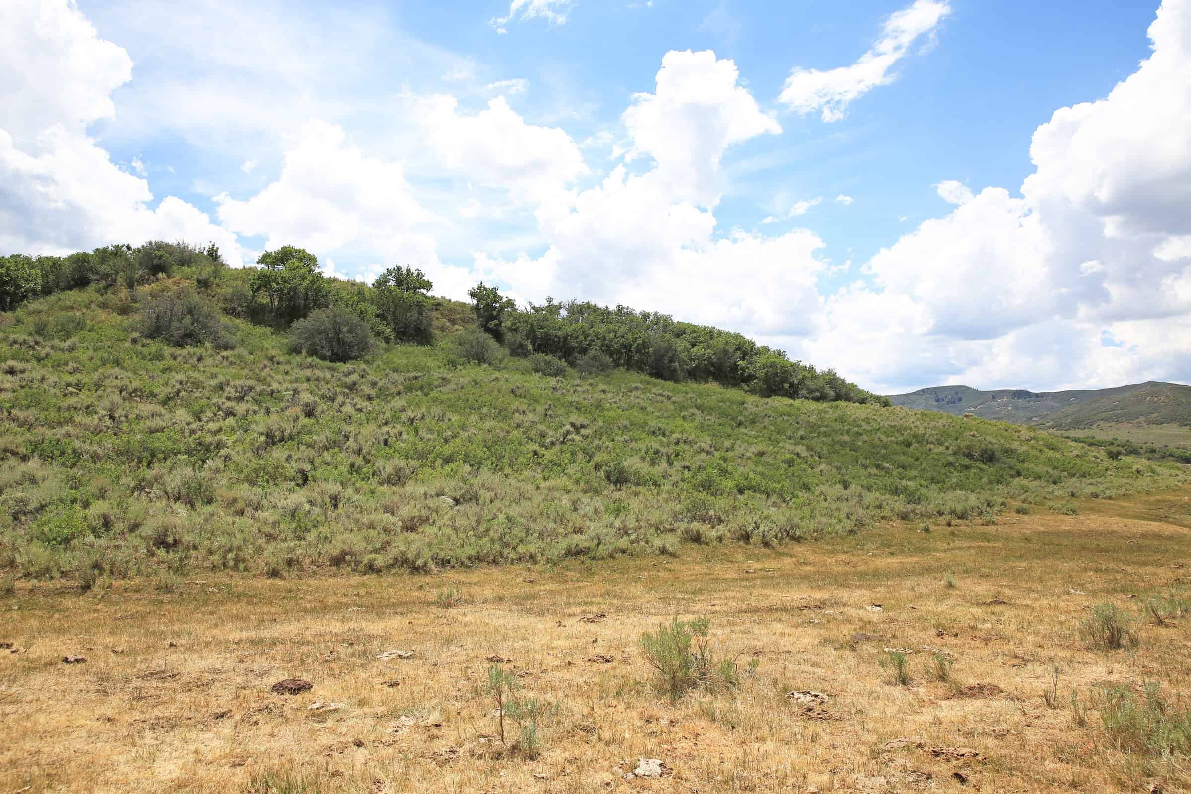35 Acres Borders Public Land near Collbran, CO