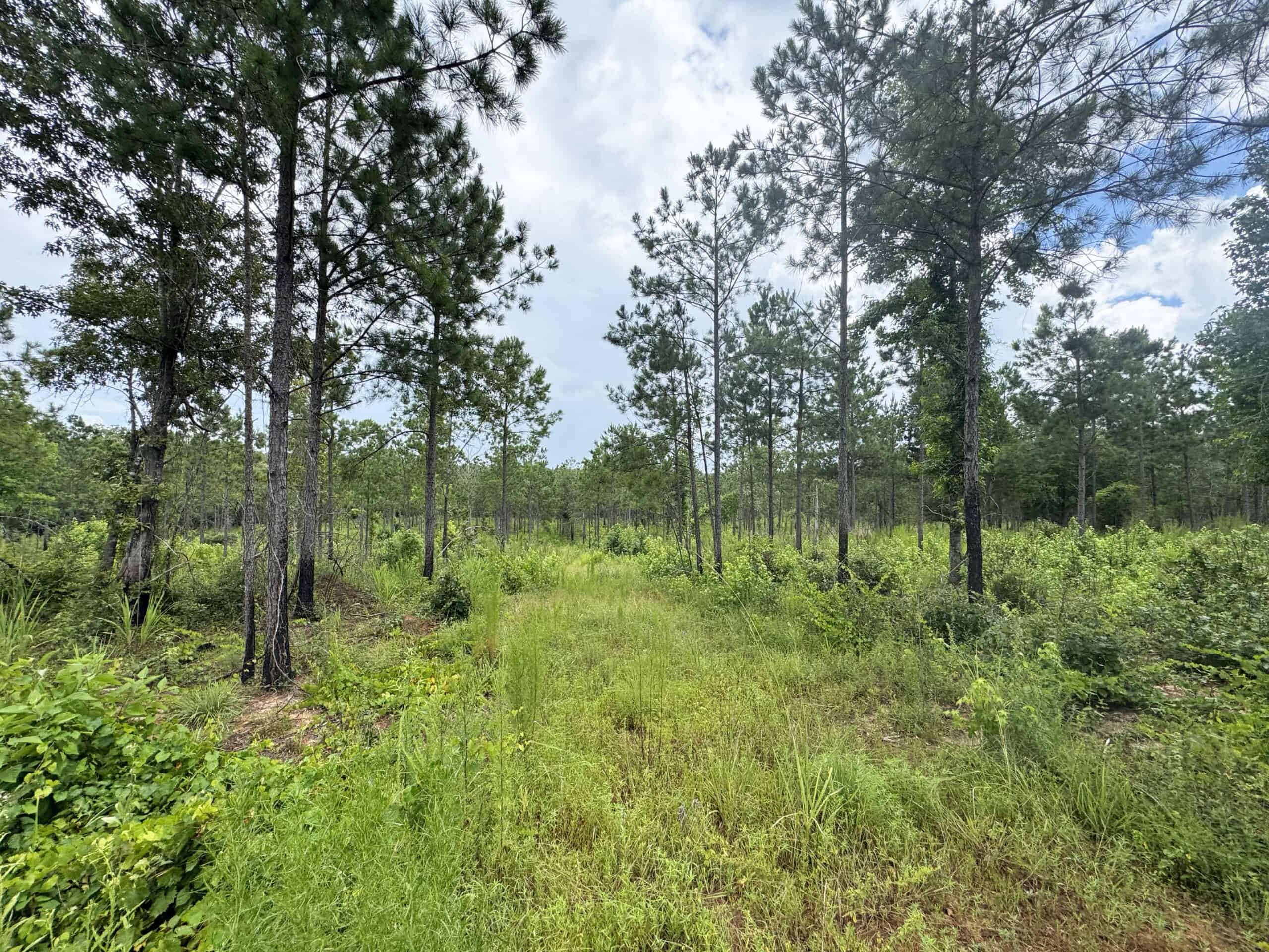 Discover an outstanding 130-acre recreational and hunting property in Stewart Cty