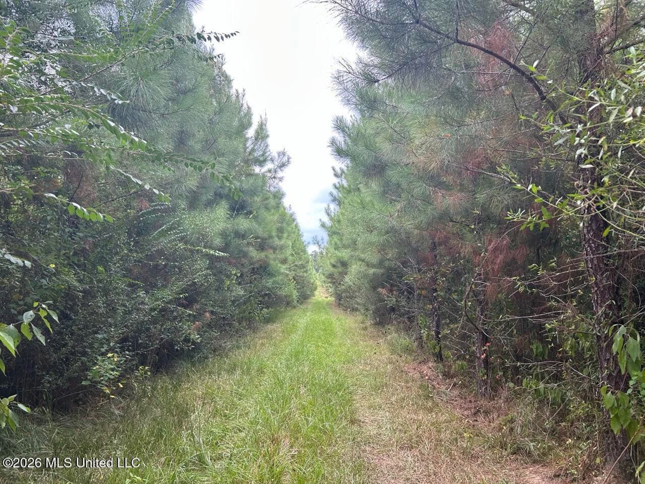 85± Acre Turnkey Hunting Property in Amite County, MS
