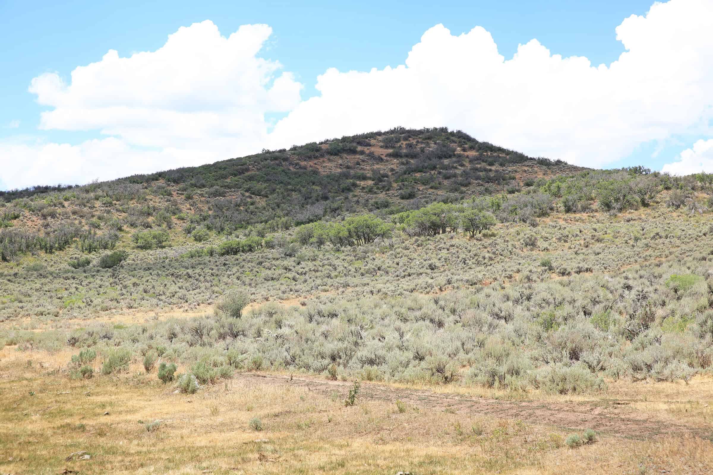 35 Acres Borders Public Land near Collbran, CO