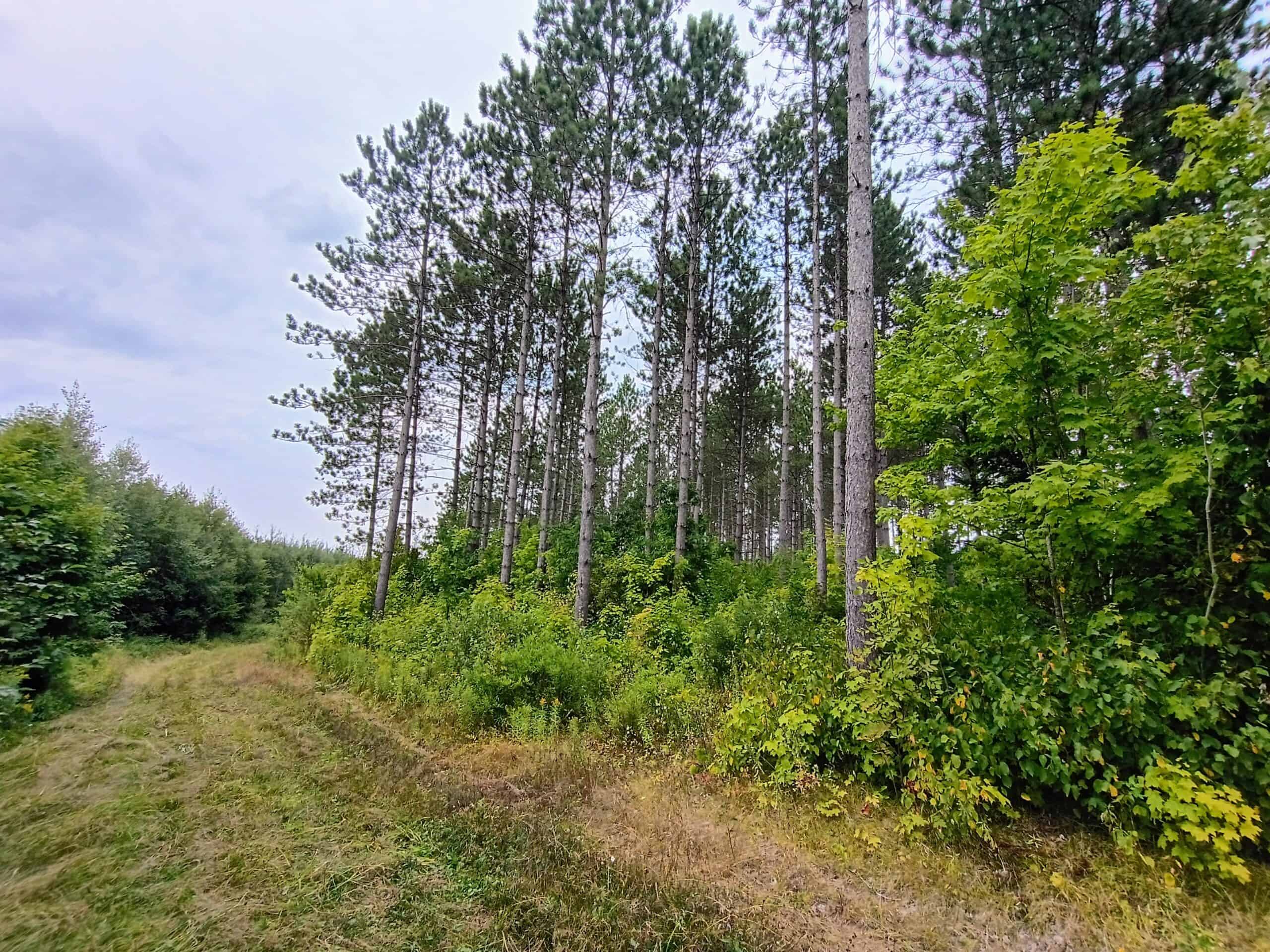 280 ± Acres Near Butternut Lake, WI Recreational Land