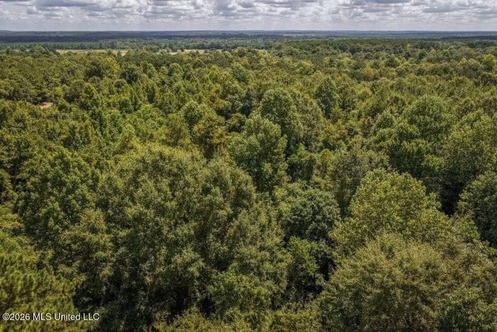 31 Acres for Sale Near Collins MS | Mature Timber & Hunting