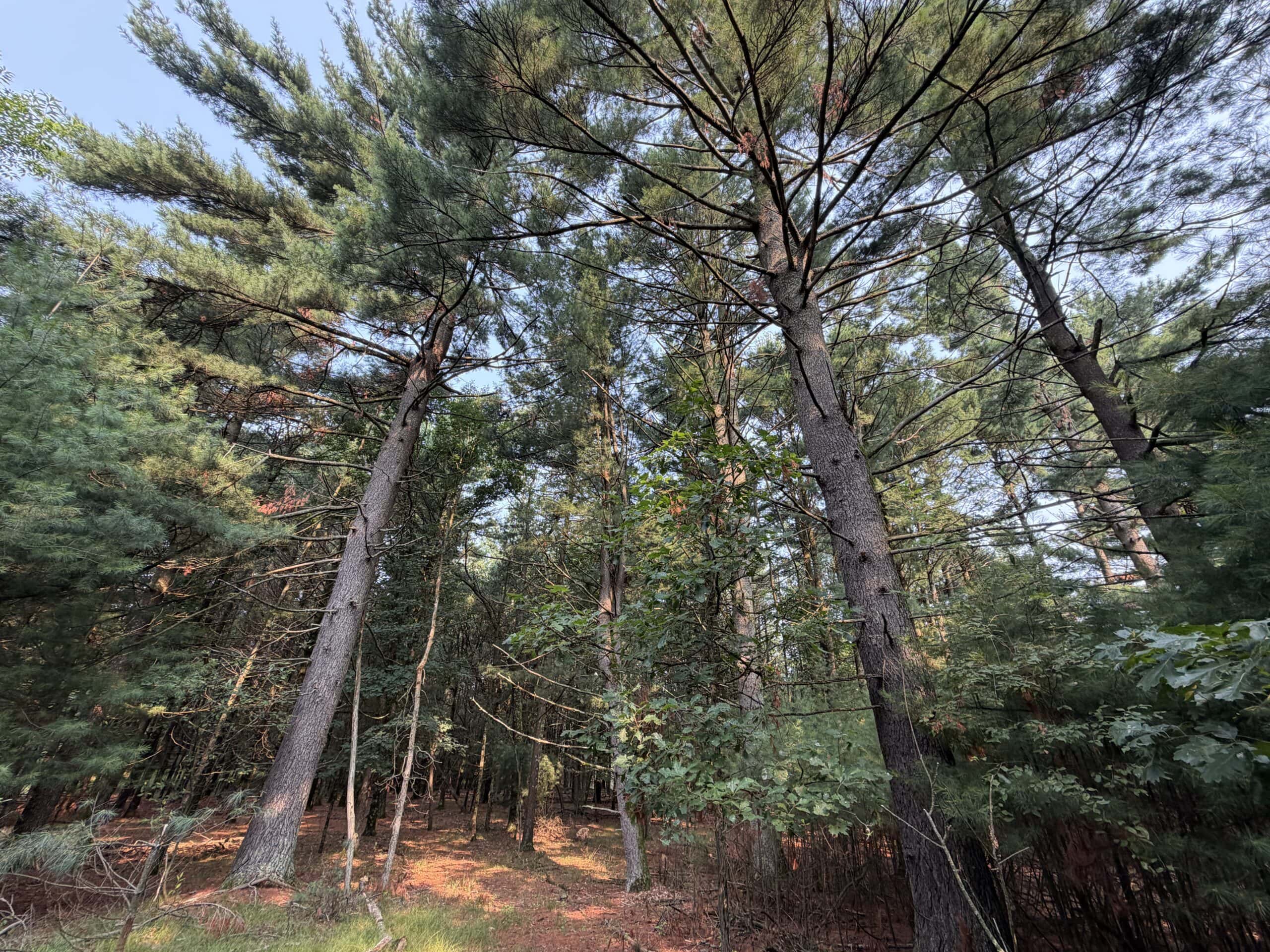 Rare opportunity to own 17.54 wooded acres within the City of Adams