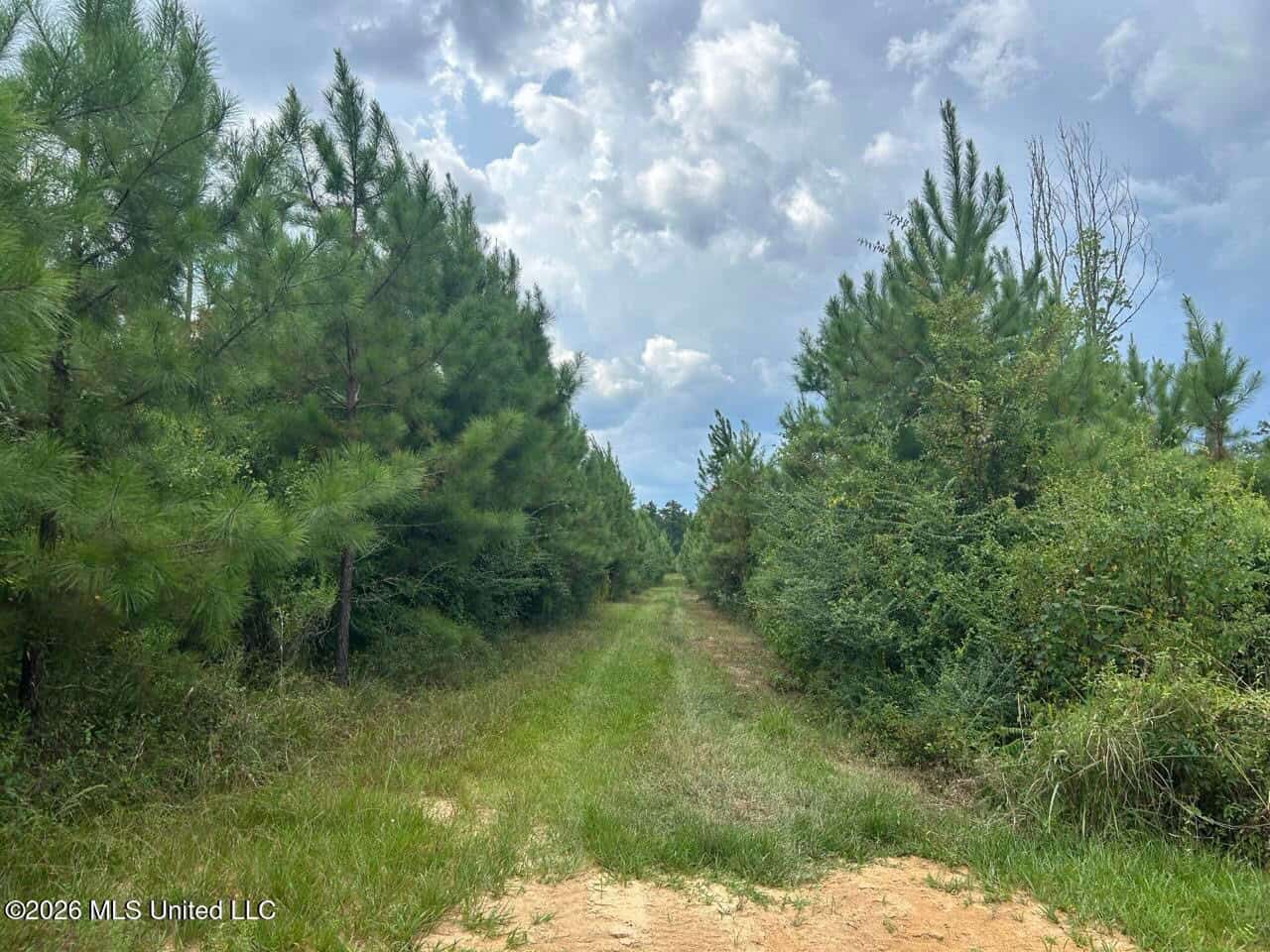 85± Acre Turnkey Hunting Property in Amite County, MS