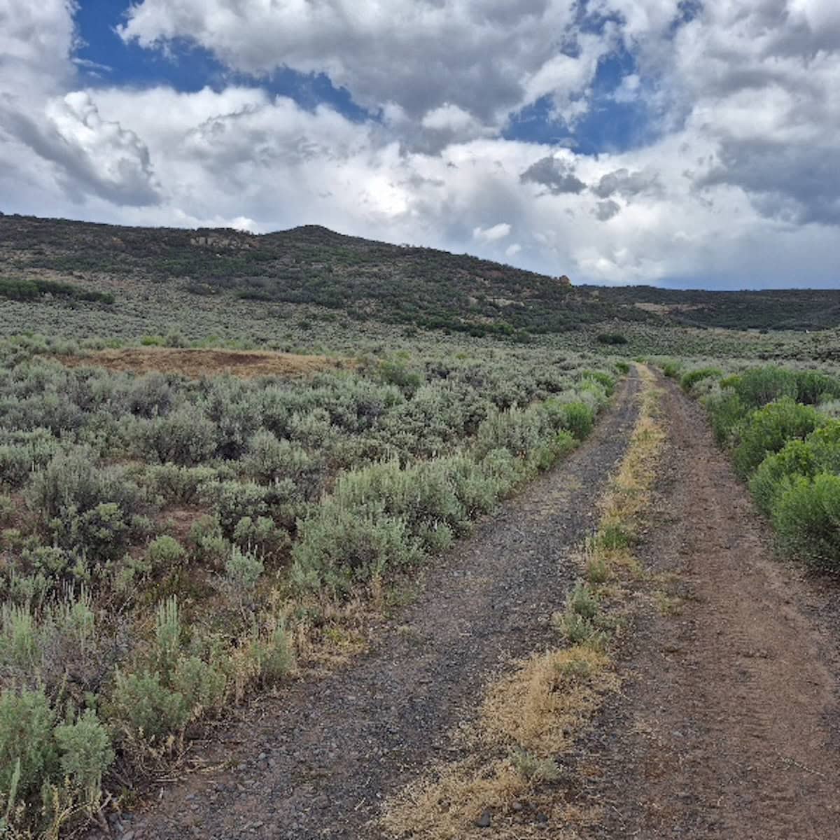 35 Acres Borders Public Land near Collbran, CO