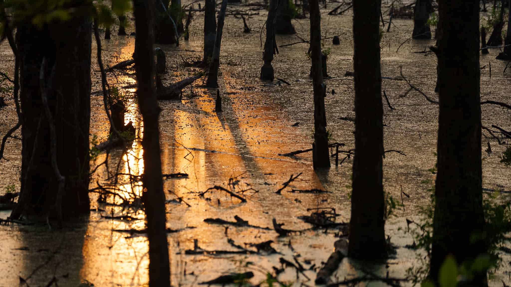 East TX Hunting Land for Sale | 327 Acres | River & Duck Slough | Laneville TX