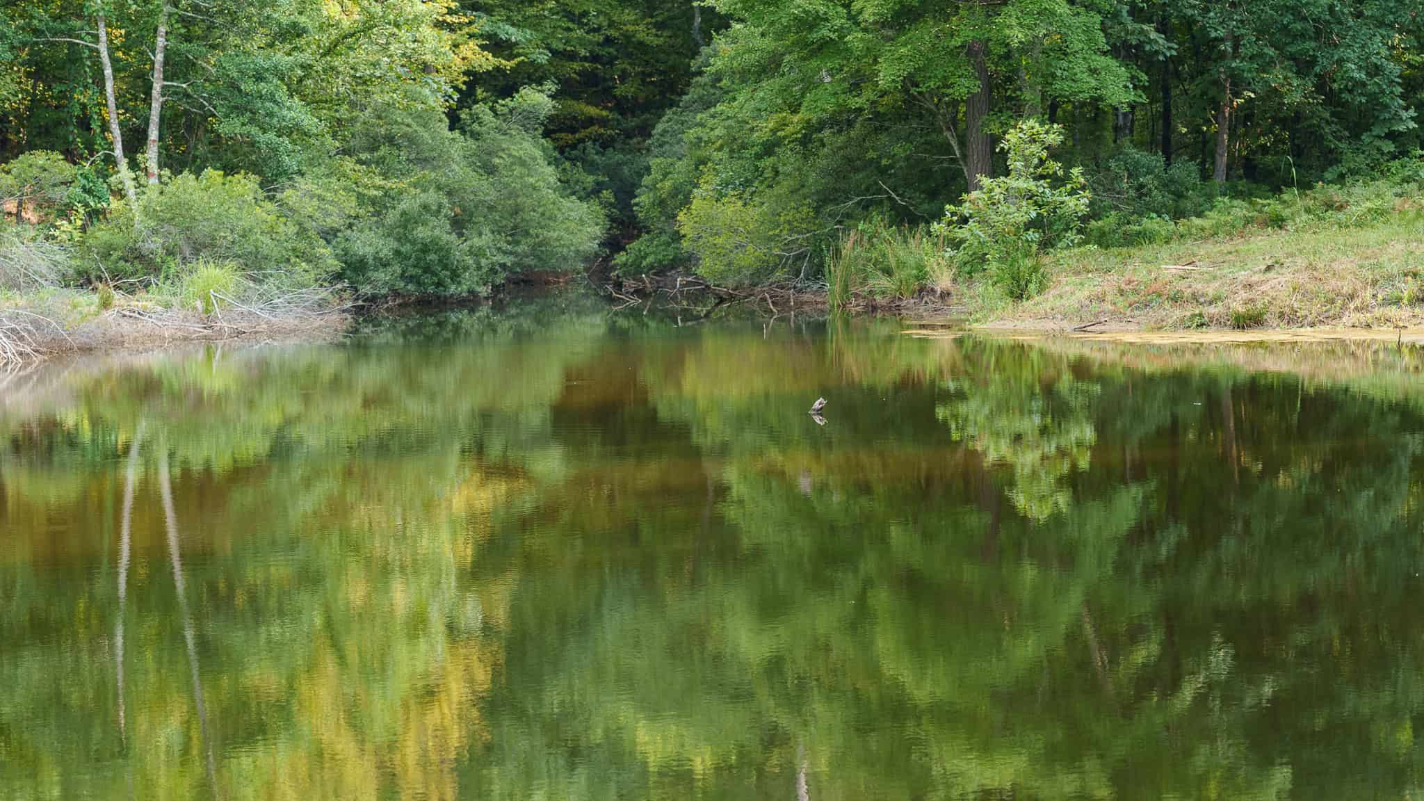 East Texas Hunting & Timber Land for Sale in Smith County