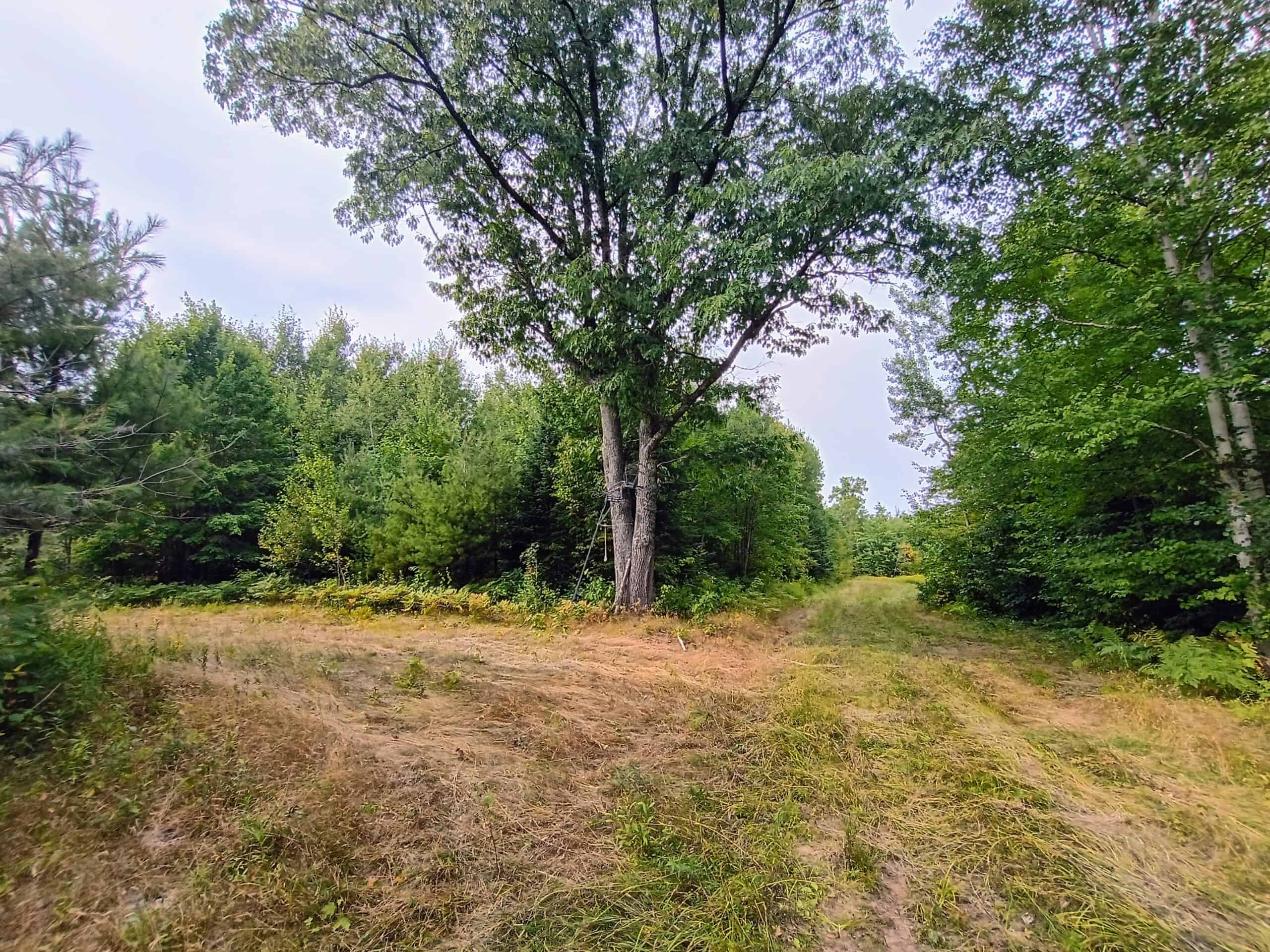 280 ± Acres Near Butternut Lake, WI Recreational Land